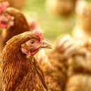 한양닭집 이미지