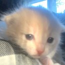 삼성김밥 이미지