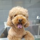 나무쉼터 동물병원 이미지