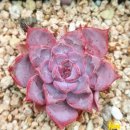 러블리엘 이미지