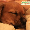 로얄동물메디컬센터w 이미지