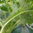 병기농장 이미지