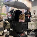 펫버스 | 2026 케이펫페어 수원 메쎄 주차 꿀팁과 관람 후기