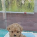 the 굿 dog 이미지