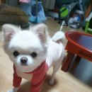 우리집똥강아지 - 사하구 다대로130번길 158 | 우리집똥강아지