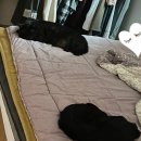 하우스터디 경산백천스터디카페 | 스타벅스 신메뉴, 교동 강산면옥, 경산 신대불막창, 에맨디커피, 현풍닭칼국수, 붕어빵