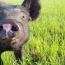 청초농장 이미지