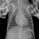 스마일 동물병원 이미지