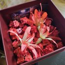 Alice PC | 페커 앨리스75 알루미늄 키보드 + 피안화 스위치 솔직 후기 (FEKER Alice 75 ALU)