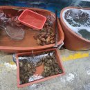 죽변시장 이미지