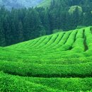 녹차농원 이미지