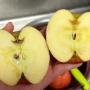 은하수농장 | 사과 추천|꿀이 가득찬 ‘은하수 농장 못난이 사과’|내돈내산