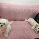 펫밀리쌀롱 이미지