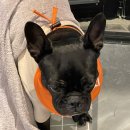 댕댕플래닛 이미지