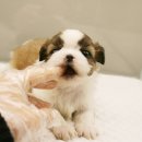 살랑살랑 이미지