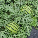 광성농장-2 이미지