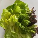 정진농장 | 유러피안샐러드 싱싱함 다이어트식단 샐러드야채 정진농장 로메인 버터헤드 프릴아이스 카이피라 1kg