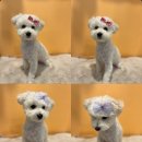 에떼르넬 슈슈 이미지