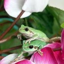 청개구리 이미지