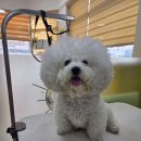 오늘도 해맑개 이미지