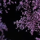 대구 이월드 벚꽃 실시간 후기, 경주 벚꽃축제 일정, 벚꽃 명소 총정리