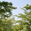 삼산체육관역 1번 출구 Daum카페