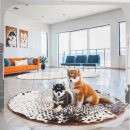 제주코기네 | 서귀포시 웰시코기분양 초보 견주 지은 씨의 현명한 선택