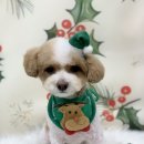 다온그루밍 이미지