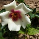 장미 두 종류 이미지