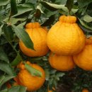 한라봉의효능 이미지