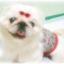 똥꼬발랄 이미지