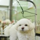 토토펫 애견미용 이미지