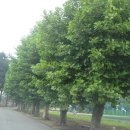 동국대학교사범대학부속금산고등학교 이미지