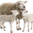 학원목장 이미지