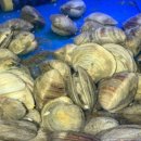 조개정육점 신중동점 이미지