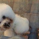 두부네 애견카페 이미지