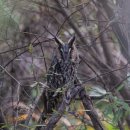 부엉이야 이미지