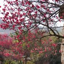 매화랜드 앞 이미지