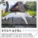 버스정류장 07-190 | 일본 후쿠오카 여행코스 추천 후쿠하마 해변 고양이 바다풍경 숨은명소 볼거리