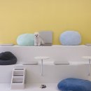 시흥대로41길 | [ 애견카페 ] 금천구 포근하고 안락했던 몽라이크 애견카페