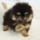 아미김밥 | 용인강아지분양 펫아미에서 행복한 가족을 만났어요