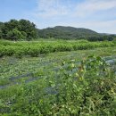 (주)무계바이오농업회사법인 이미지