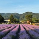 라벤더 이미지