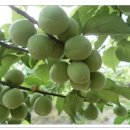 매실농장 이미지