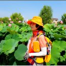 2016/07/09/♡충남 부여군 부여읍 서동연꽃축제 답사♡ 이미지