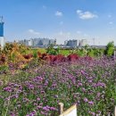 더 마을 핑크 이미지