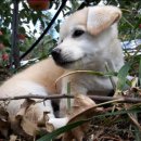 강아지 친구 이미지