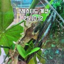 리얼게코 | “25년 10월 12일, 도마뱀 입문기｜크레스티드게코 비바리움 사육장 리얼후기”