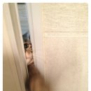 빛나냥