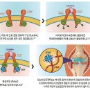 성인의 중증 활동성 류마티스 관절염 치료 린버크서방정(Rinvoq ER Tab.) 이미지